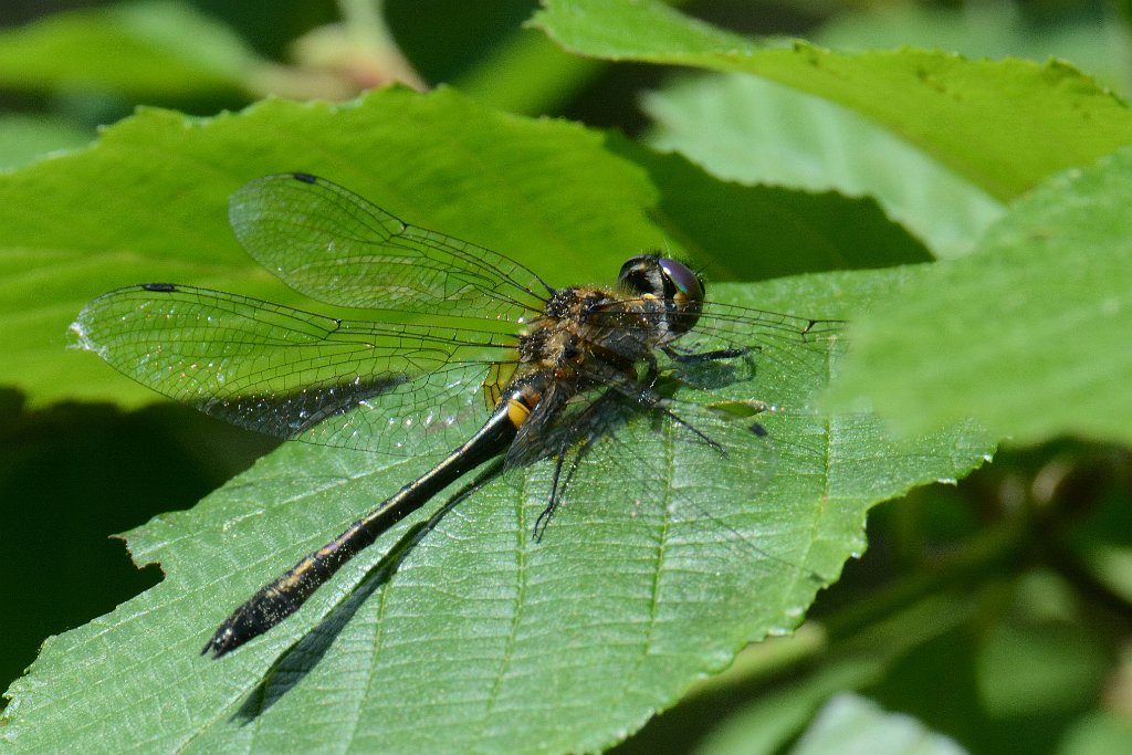 066 2013-06052383 Harvard, MA.JPG - Kennedy's Emerald Dragonfly (Somatochlora kennedyi)(f). Oxbow National Wildlife Refuge, MA, 6-5-2013